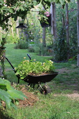 Taczka z kwitnącymi nasturcjami w ogrodzie. Dekoracja ogrodu i kwiaty. 