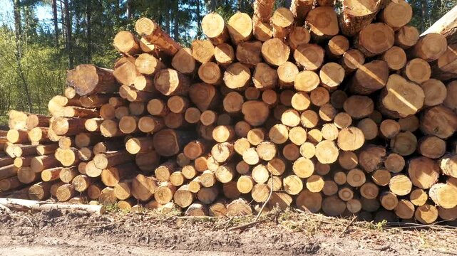 Large piles fresh cut logs lying at edge forest sustainable forestry practices and impact industrial logging on forest ecosystems. Deforestation for building or firewood. Renewable energy sources