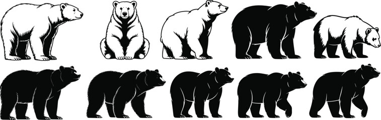 Polar bear, grizzly bear, walking bear, sitting bear, black bear, bear silhouette, wild animal, vector illustration, wildlife pose, predator, mammal, arctic creature, forest beast, strong animal,