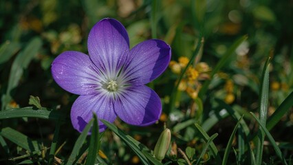 Detailed view of a purple and blue flower blooming in springtime