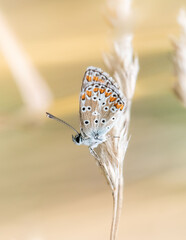 Macro photo of the Aricia agestis butterfly perched delicately on a flower petal, highlighting its intricate wing texture and the soft petals of the blossom. Ideal for ecological and botanical project