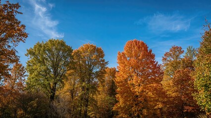 Vibrant fall foliage under clear skies