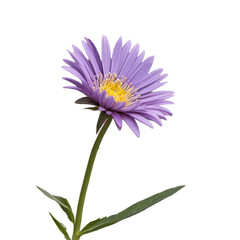 Fototapeta premium purple flowers isolated on white