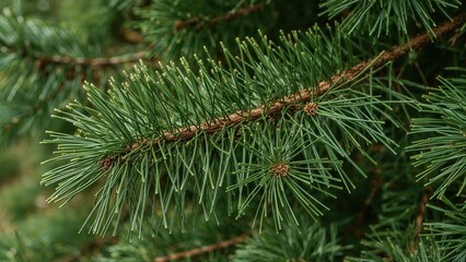 Fresh pine twig with new growth. Evergreen tree. Needle foliage. Forest in springtime. Verdant landscape. Horizontal photo.