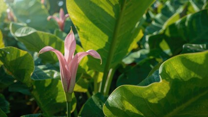 Pink-hued banana flower clusters