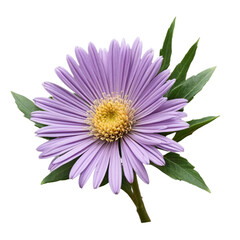 purple flowers isolated on white