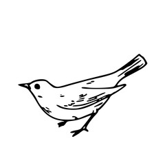 small perching bird line art
