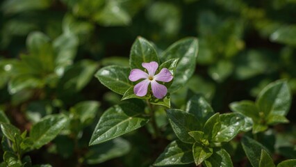 Pink Vinca flower, commonly called Chinese Kamunting