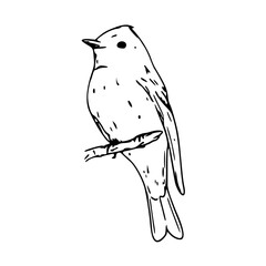 cute song bird outline illustration