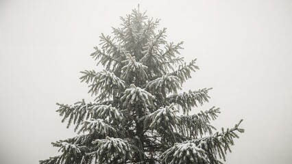 Obraz premium Close-Up of Pine Needles Covered in Snow