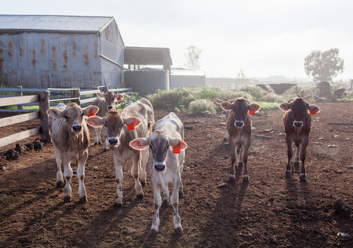 Misty morning over farm scene with young cows in paddock facing viewer