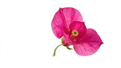 Obraz premium Single pink Bougainvillea flower showcased on a white canvas