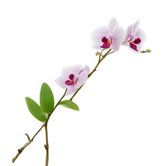 pink orchid isolated on white background