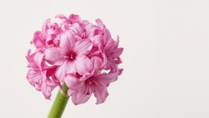 Fototapeta premium Blossoming pink hyacinth