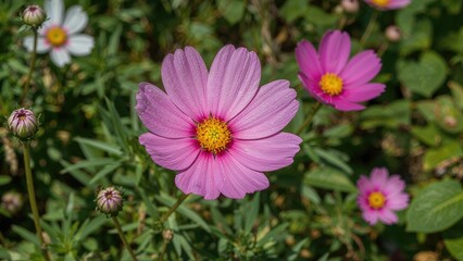Obraz premium Blooming pink cosmos during the end of summer