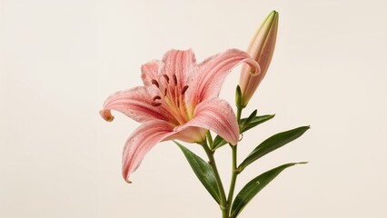 Naklejka premium Fuchsia Blossom