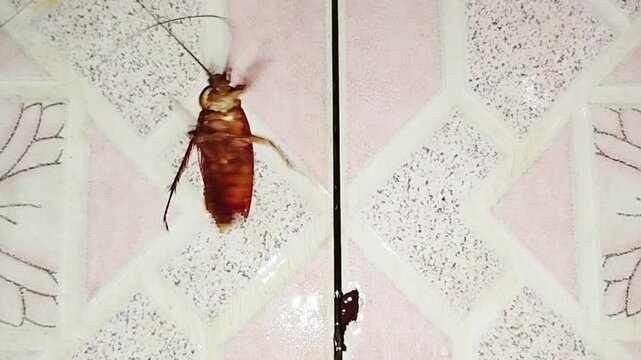 Cockroach upside down, cockroach trying to flip rhino back to walk, isolated on light color background.





