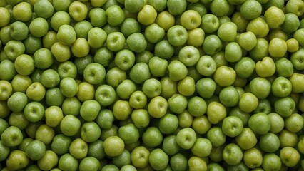 Vibrant young sunflower shoots