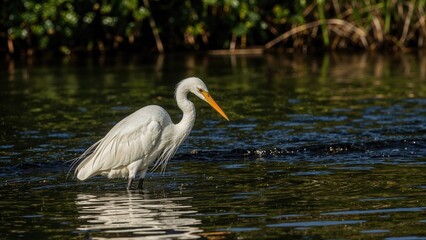Obraz premium Majestic egret hunting by the riverbank