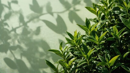 Obraz premium Recently collected fresh green tea leaves from the garden