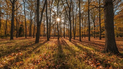 Fototapeta premium Sun shining through trees in an autumnal forest glade with the ground covered in leaves