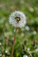 Whispers of a Dandelion