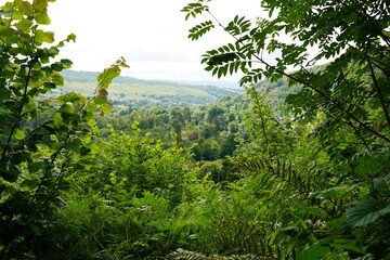 Lush Green Forest and Distant Hills Framed by Foliage