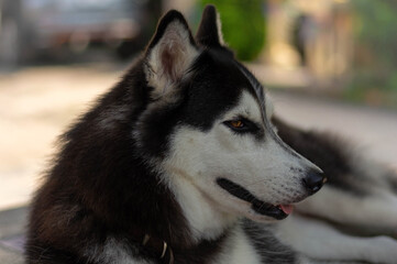 Siberian Husky lying down outdoors. The dog’s intense gaze and partially open mouth reveal its alert yet calm demeanor. 