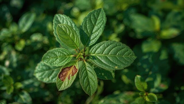 Ginger Plant Leaf Problems Due to Disease and Nutritional Deficiency