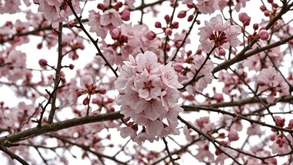 Fototapeta premium Group of limbs decorated with pink cherry blossoms