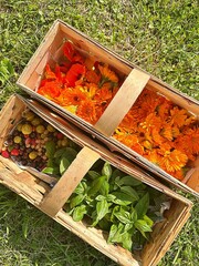 allotment baskets with collected fruit, collected nasturtium and marigold petals, fresh basil in a basket, harvest from the garden