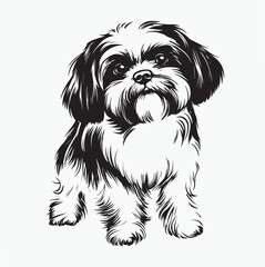 shih tzu dog