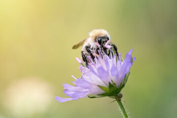 Detailed macro shot of a bumblebee collecting nectar from a vibrant flower, showing fuzzy body texture and pollen-covered legs. Ideal for pollination, nature, and wildlife themes.