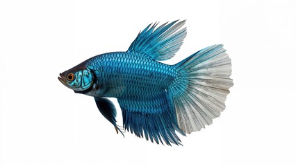 Fototapeta premium Single Siamese fighting fish shown on a white canvas
