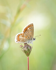 Close-up of a Brown Argus butterfly (Aricia agestis) resting on a vibrant flower, showcasing detailed wing patterns and natural habitat. Perfect for nature and wildlife themes.