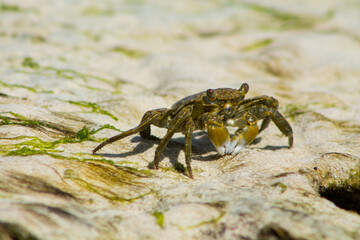 Fototapeta premium Crab on sand beach under daylight shows marine life, coastal wildlife, natural shell texture, tropical shoreline habitat, outdoor sea creature scene and seaside environment details. Small send crab