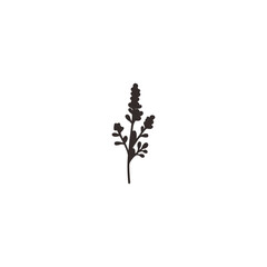 botanical plants, herbs, and wildflowers