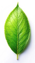 Obraz premium Fresh green leaf isolated on white background with soft natural light effects and subtle texture