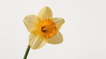 Isolated spring narcissus flowers on a plain white surface