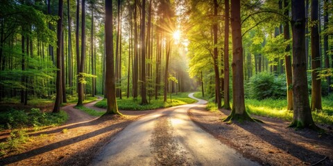 Obraz premium Arrows pointing in opposite directions on a winding path through dense forest with sunlight filtering through the trees