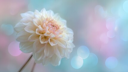White Dahlia with Dewdrops Soft Pastel Background