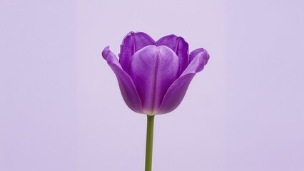 Fototapeta premium Brightly colored violet tulip isolated on a pastel lilac canvas