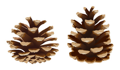 Pine cone set, realistic vector illustration isolated