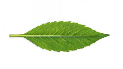 Marijuana plant on a plain white backdrop