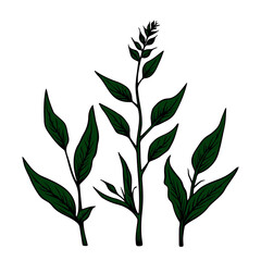 Fototapeta premium vector icon on the theme of tea, botanical herbs icon for tea on transparent background 