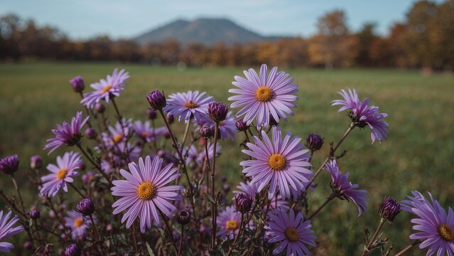 Flowering Aster amellus in full bloom at the garden