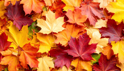 Buntes Herbstlaub, Hintergrund