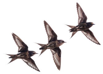 PNG Flock of 4 swifts birds swallows flying.
