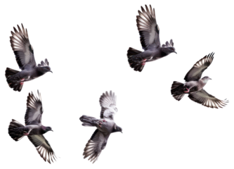 PNG Flock flying bird background.