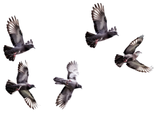 PNG Flock flying bird background.